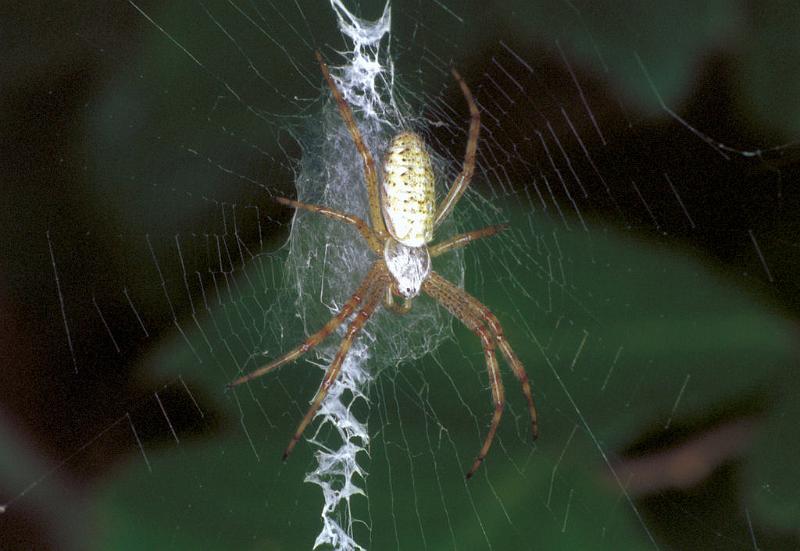 Argiope_bruennichi_F2140_Z_85_Les Gris_Frankrijk.jpg